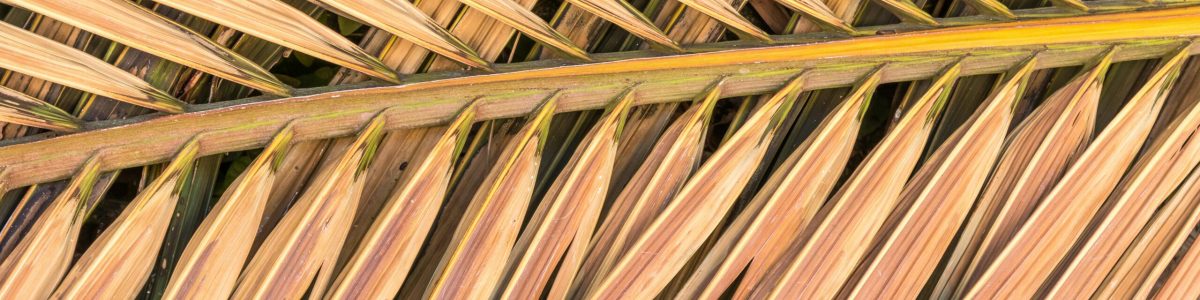 pexels-jari-lobo-456989711-18884038